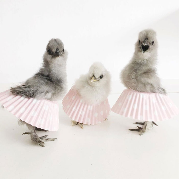 dominic fico add photo chickens in skirts
