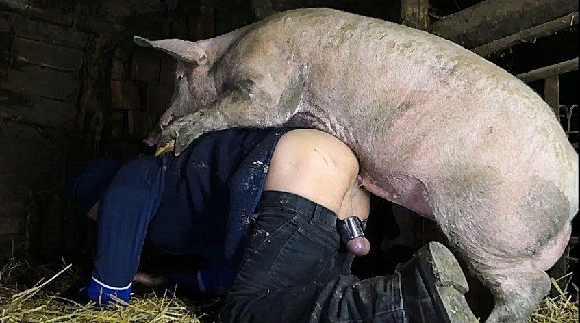 brittany michelle taylor recommends men fucking a pig pic