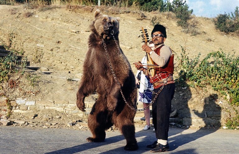 dancing bear pool party