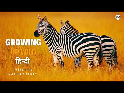 Best of Discovery channel in hindi