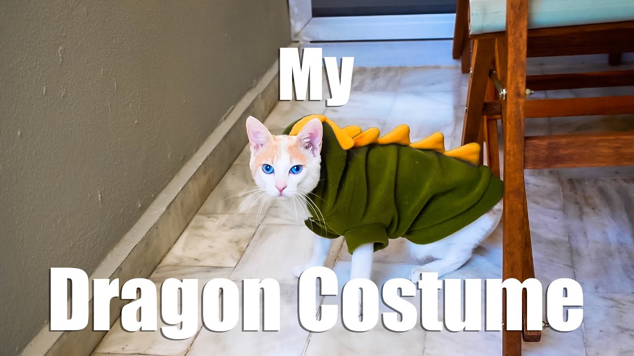 Dragon Costume For Cat prolapse play