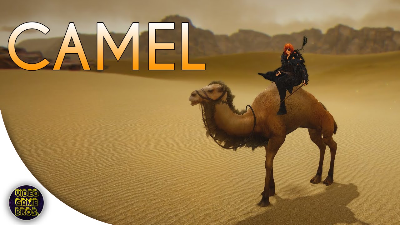 Bdo How To Get Camel good houswife