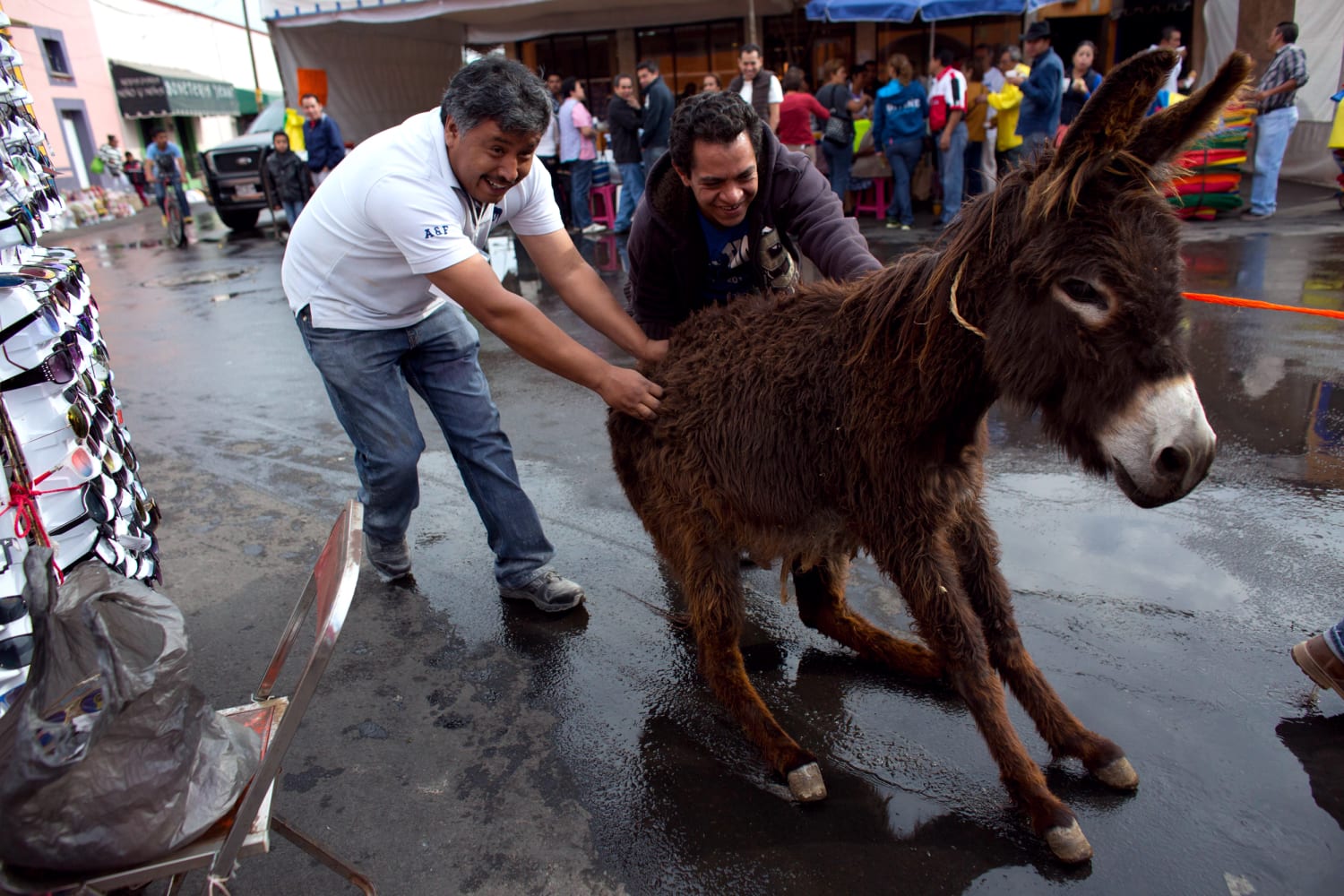 chris tomo recommends mexico donkey show real pic