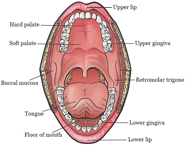 andrew hight add photo what is an oral bottom