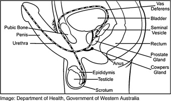 How To Collect Precum nipples xxgasm