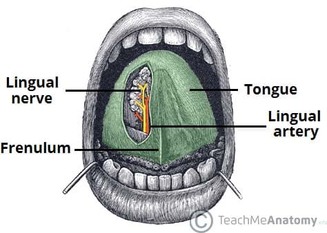 aiah lebbie recommends what is an oral bottom pic