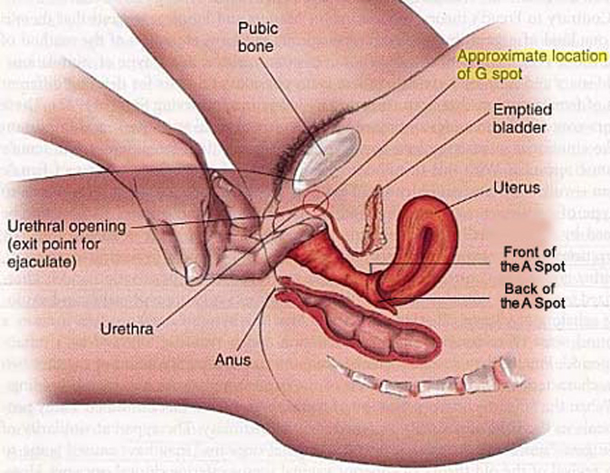 Best of G spot instructional video