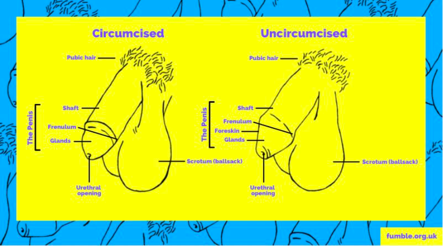 amanda riccardi recommends How To Masturbate Uncircumcised
