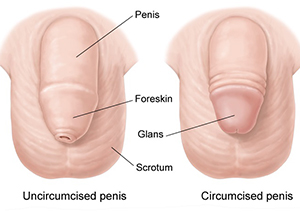 darlene munroe recommends how to masturbate uncircumcised pic