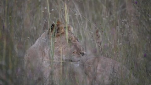 andrew castano add photo lioness in the rain tumblr