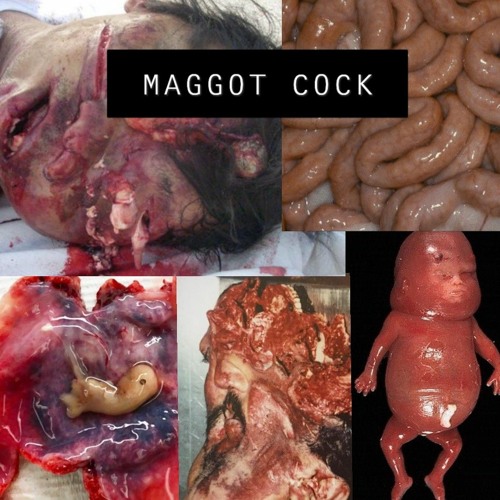 maggots in penis