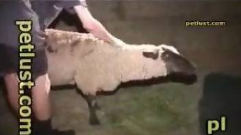 Man Fucks A Sheep nett thai