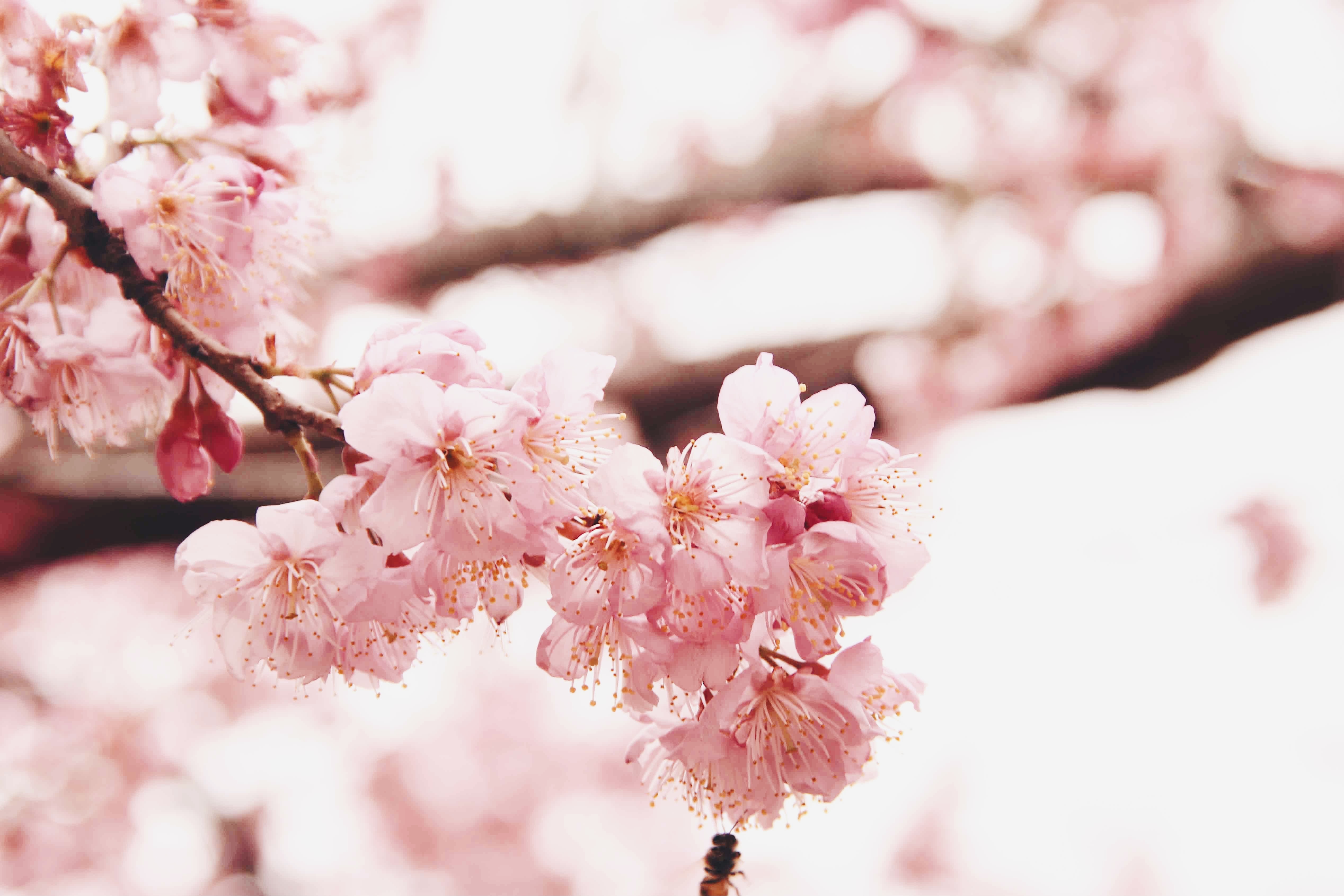 cheah ck recommends Ms Cherry Blossoms Pictures