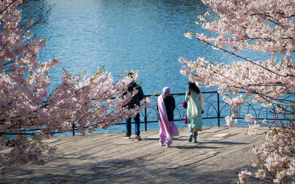 bruce felstein recommends ms cherry blossoms pictures pic