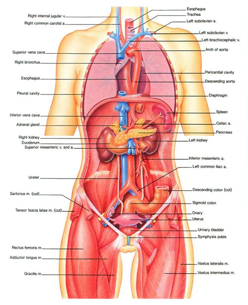 muscle clits from outer space