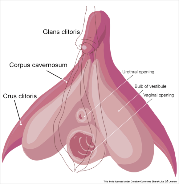 photos of clitorus