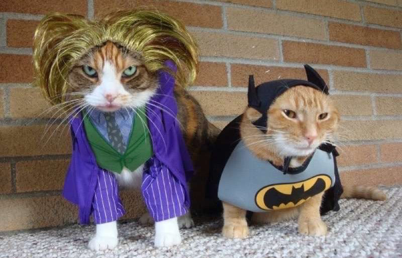 contreras roxas recommends pictures of kittens in costumes pic