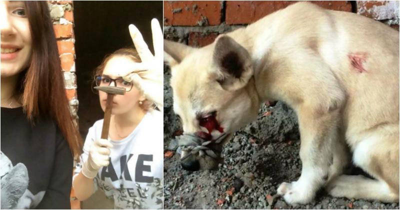 chris parascandolo add russian girls torture animals photo