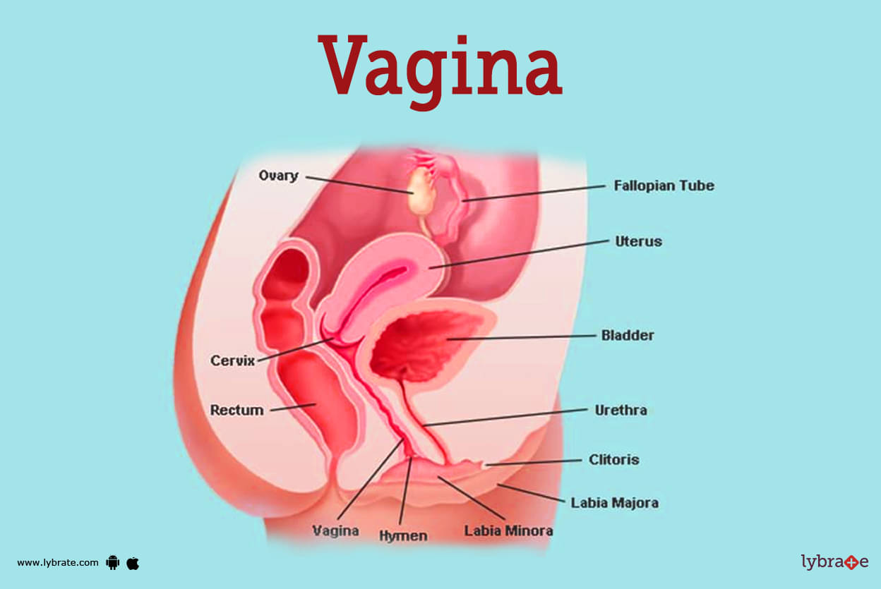 brian bricker recommends Woman Vagina Picture